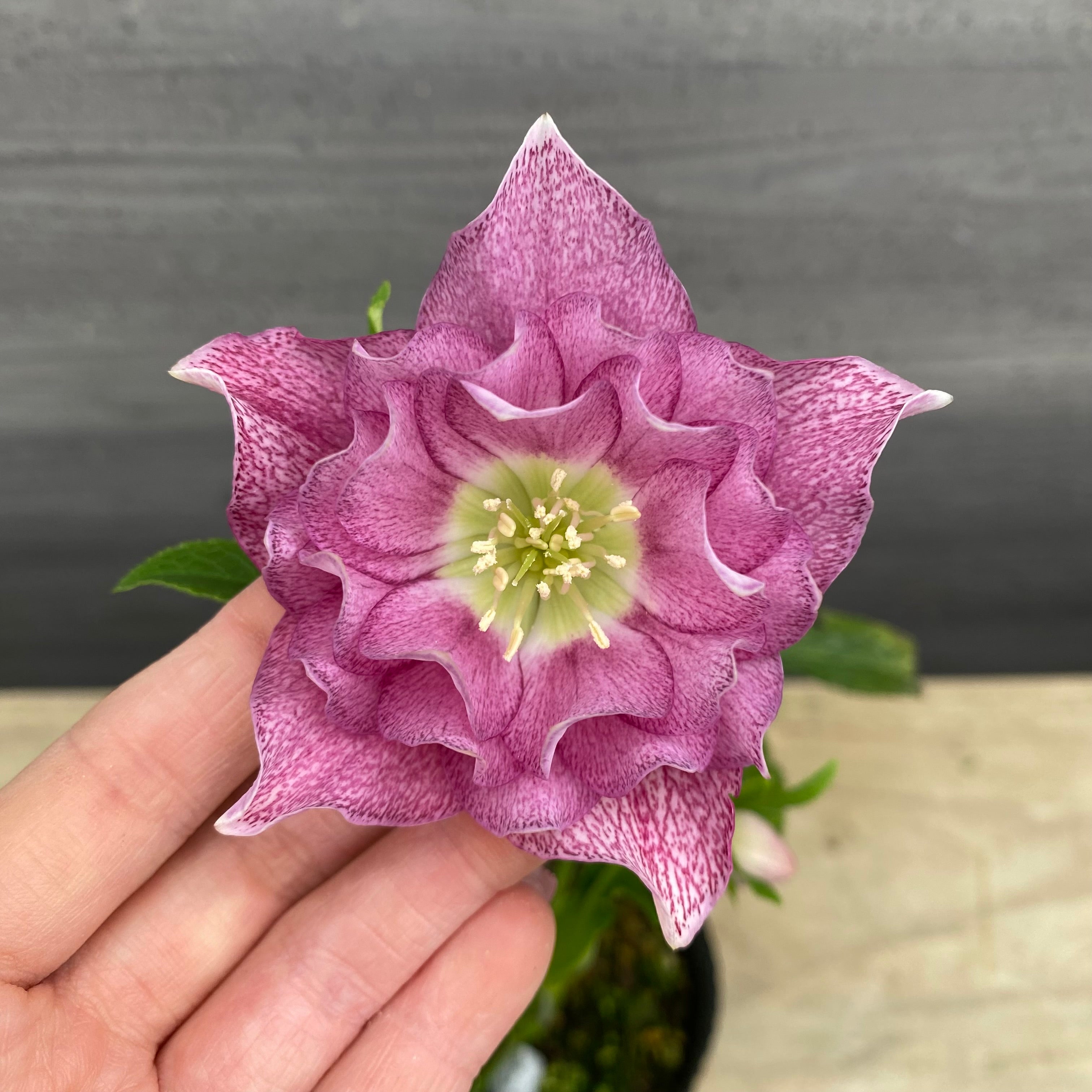 即売会 No.27106 クリスマスローズ ダブル咲き 3.5号苗ポット – 植物家族