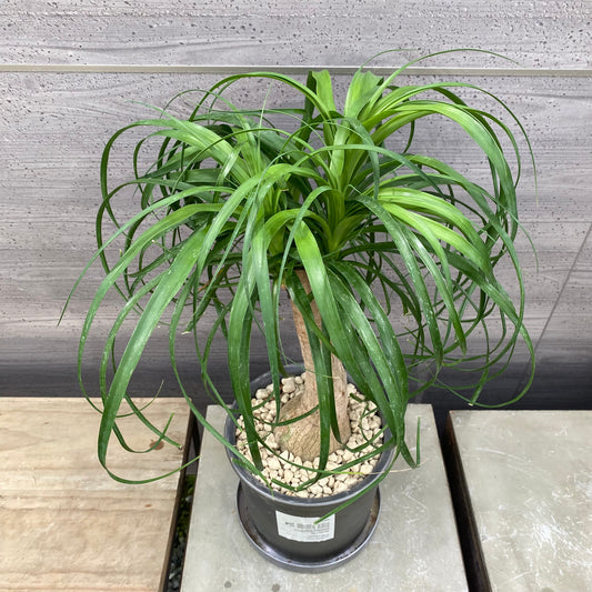 ノリナ　SMOKED PLANTER