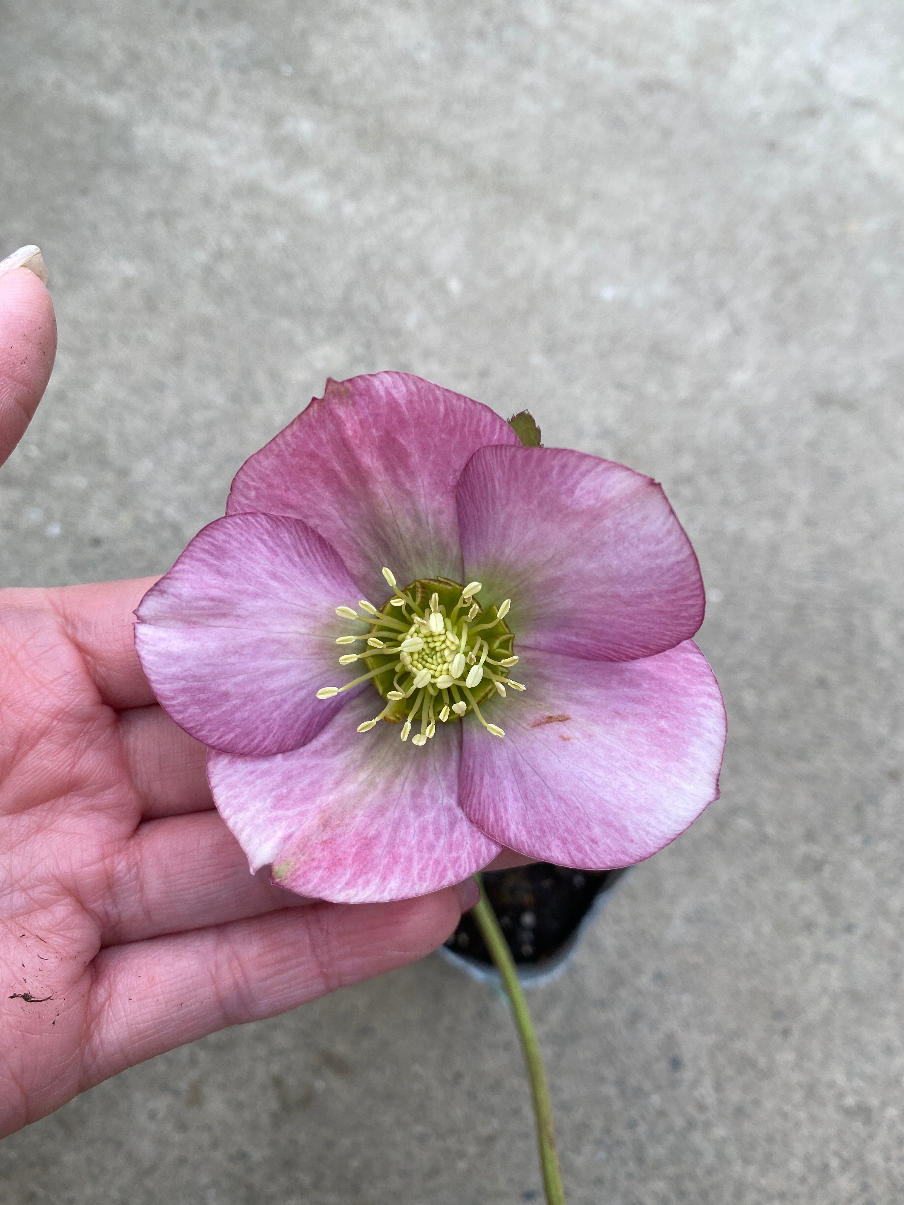 M016 クリスマスローズ シングル 2.5号苗ポット – 植物家族