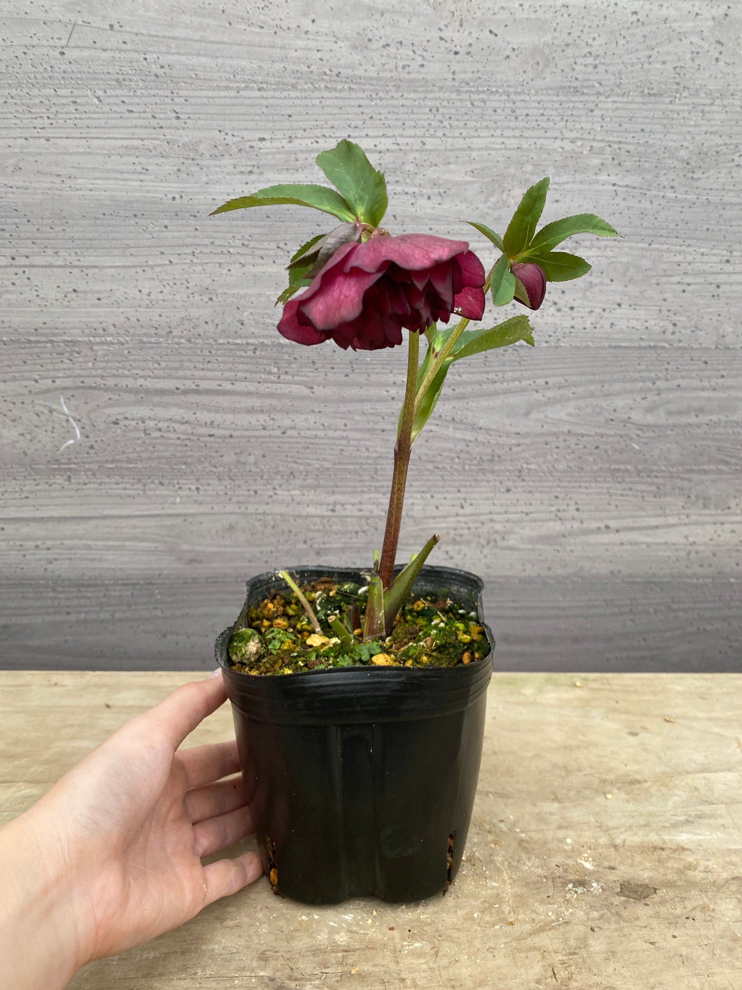 No.05137　横山園芸★クリスマスローズ　プリマドレス　5号苗ポット