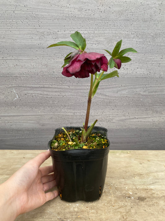 No.05137　横山園芸★クリスマスローズ　プリマドレス　5号苗ポット