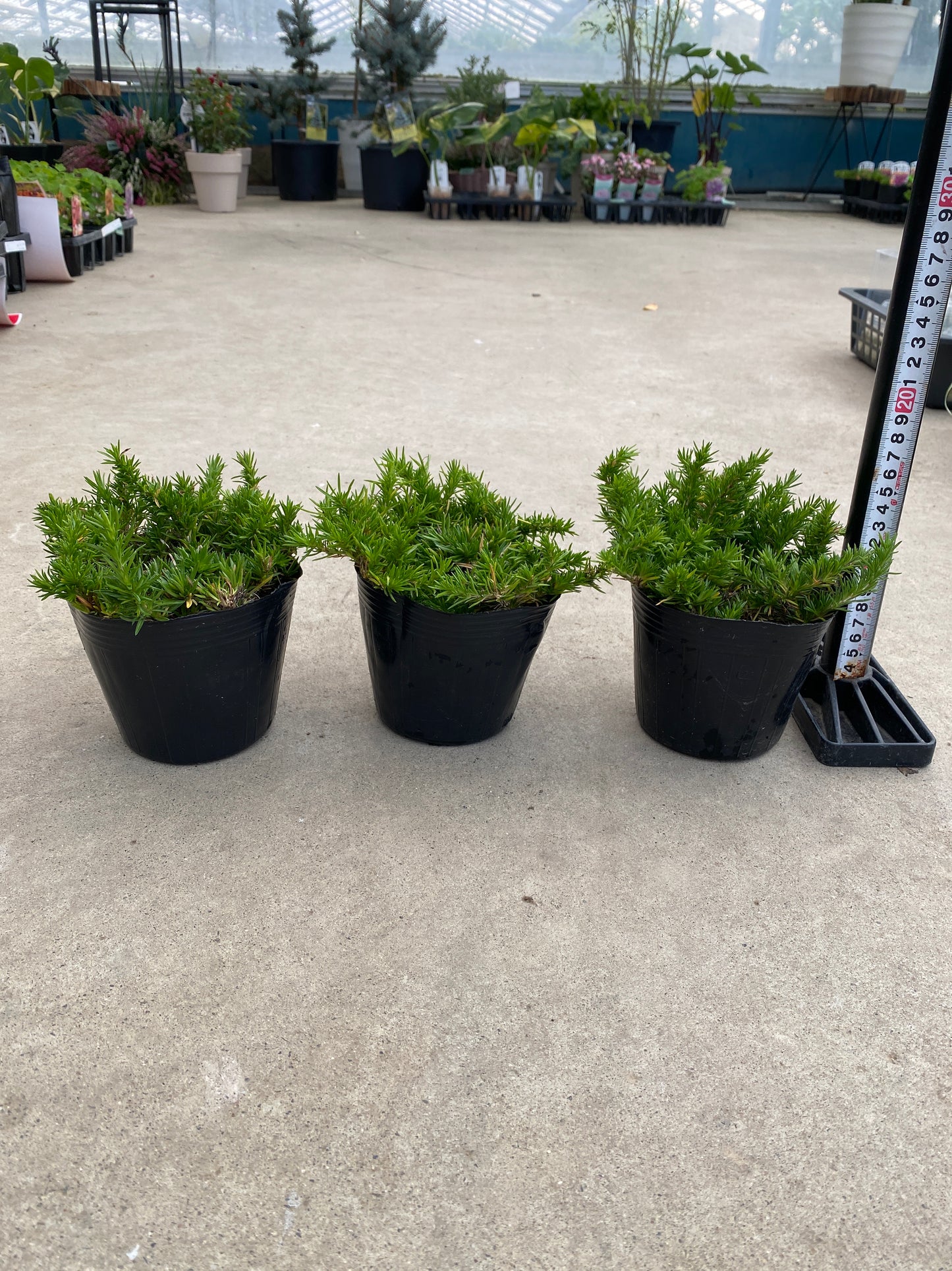 No.28044　どえりゃーひろぎゃる芝桜　ダニエルクッション　4号苗ポット　3ポットセット