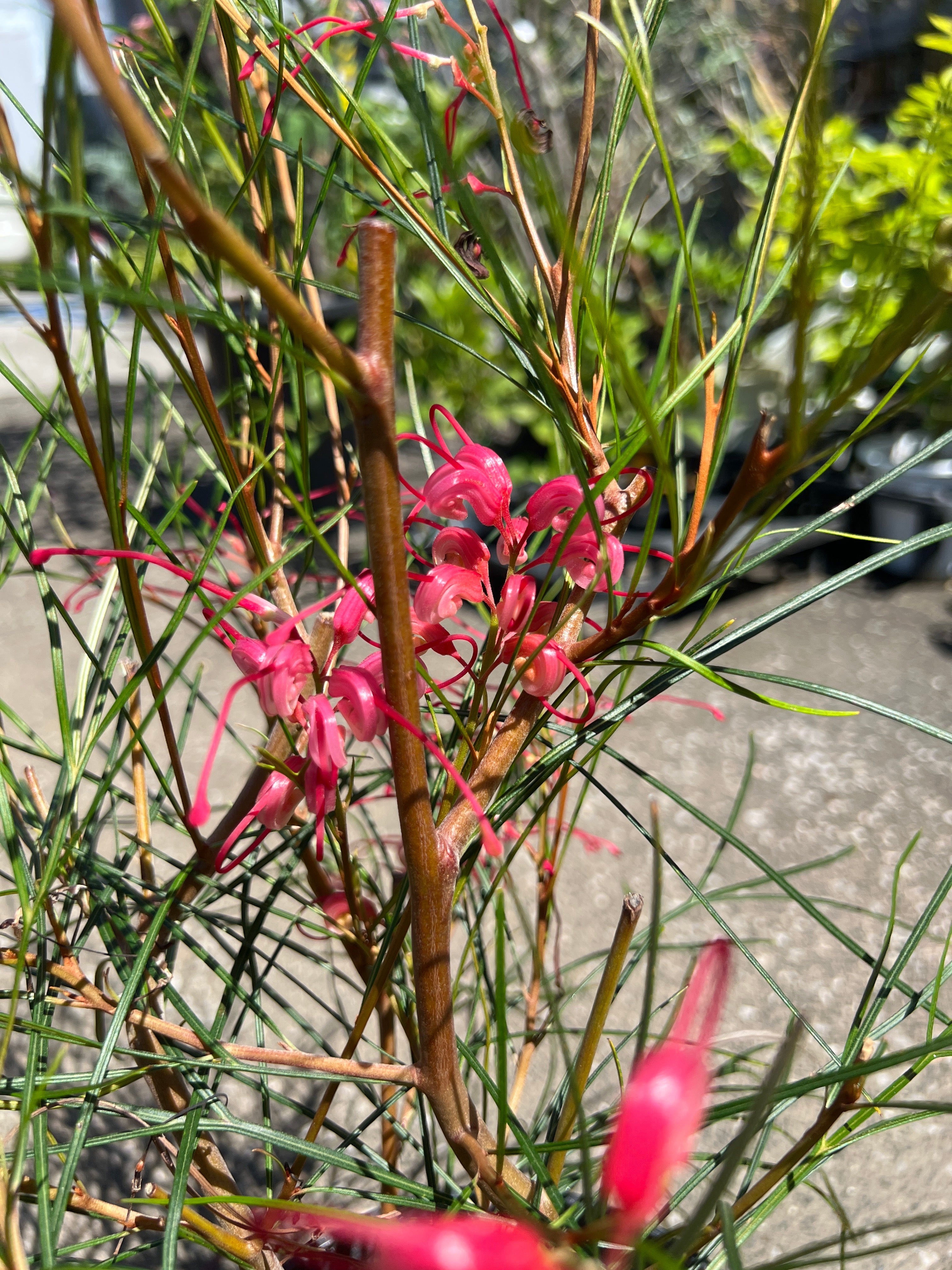 オージープランツ – 植物家族