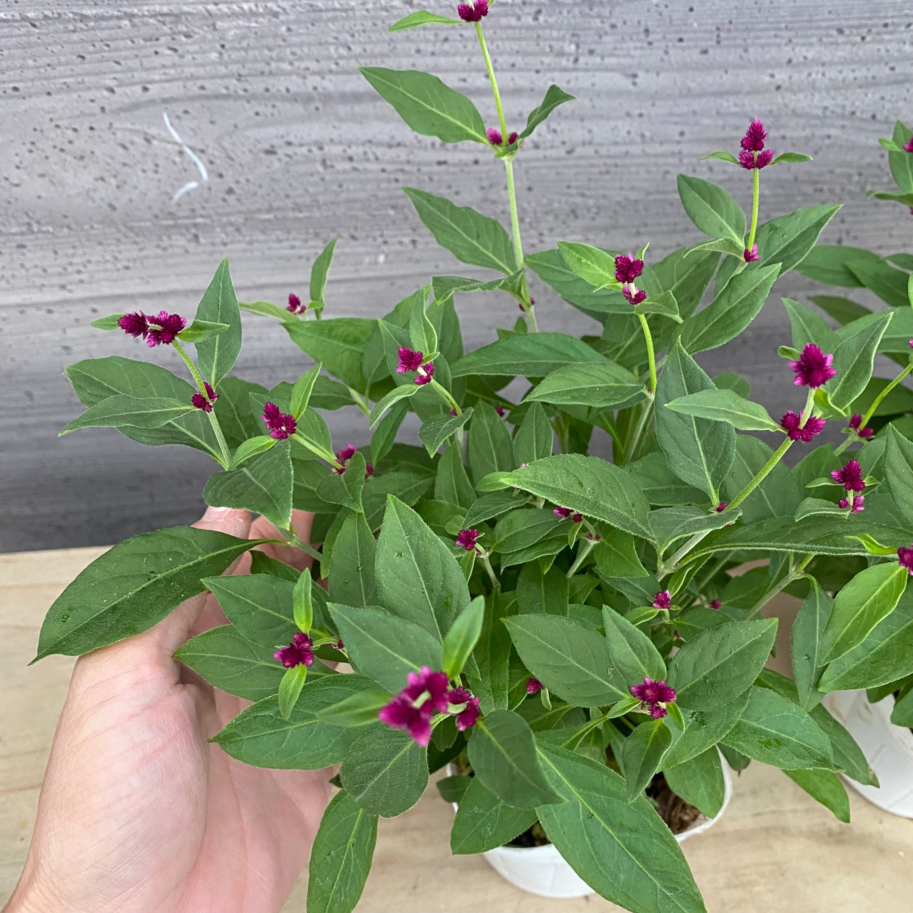 No.14008 アルテルナンテラ ポリゲンス 4号苗ポット 3ポット