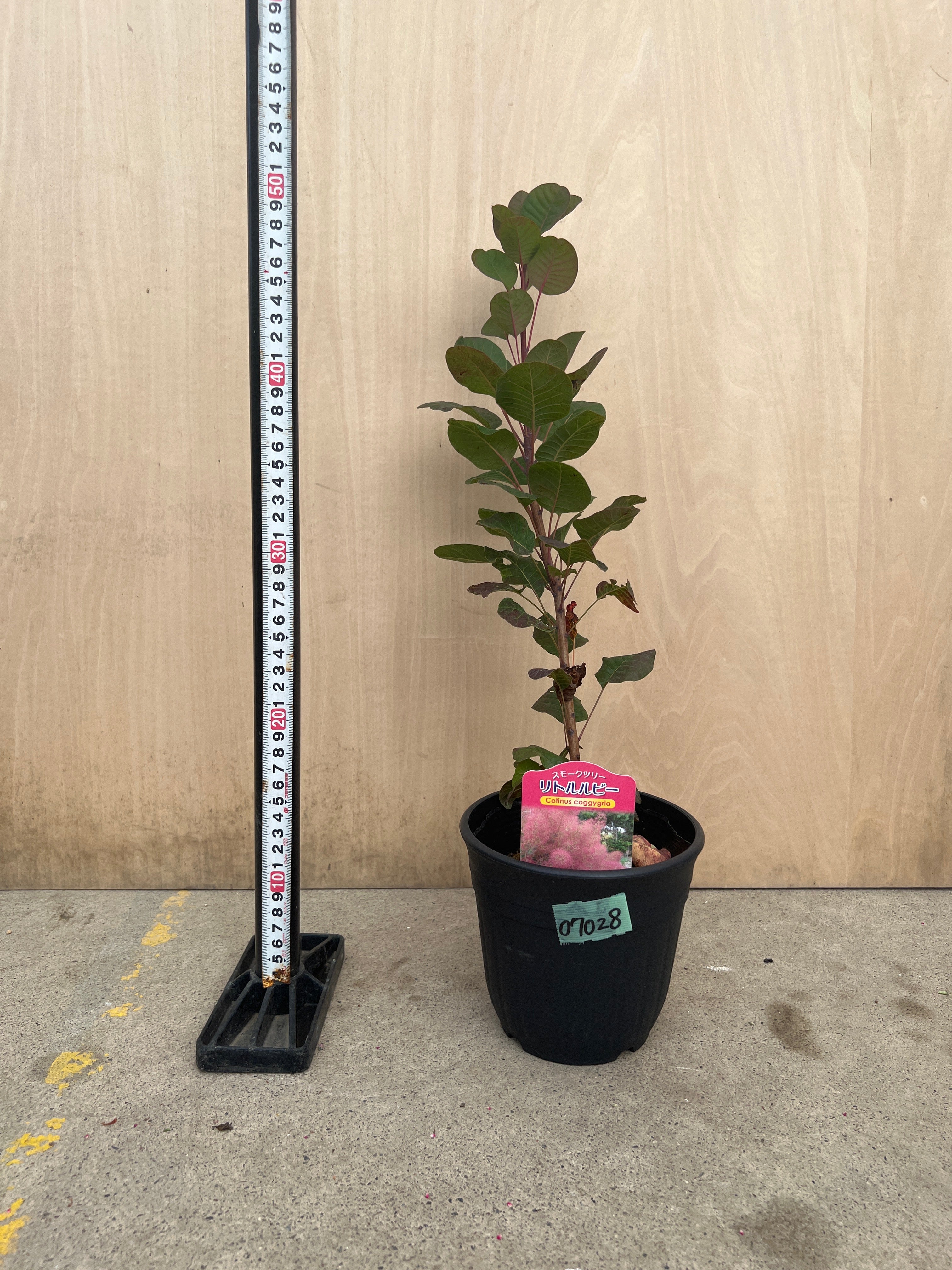商品 – 植物家族