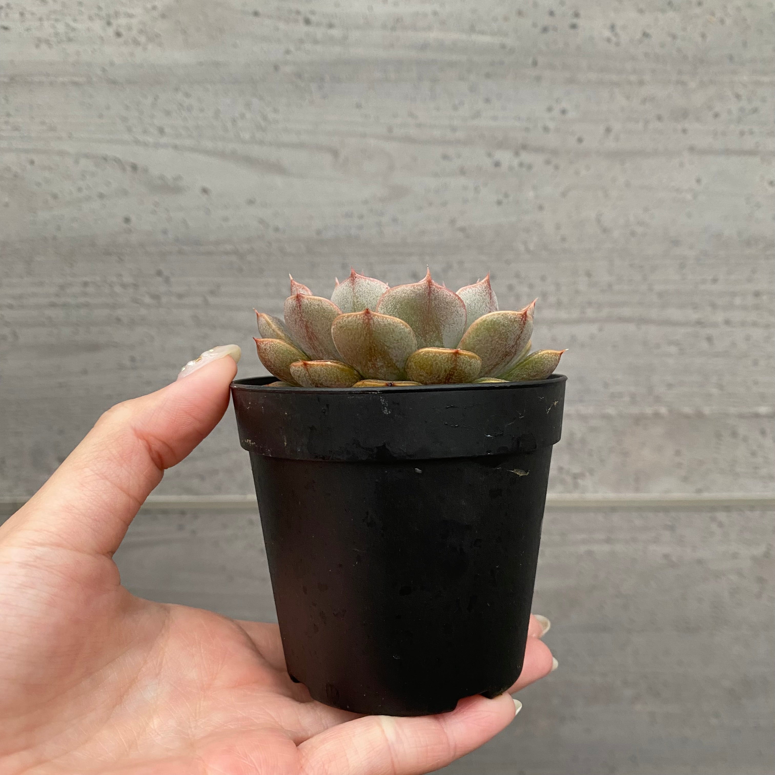 トコシエコウの花畑　ポット発送❤️セール❤️848【Ashwood】 Pickup 全ての商品 – 植物家族