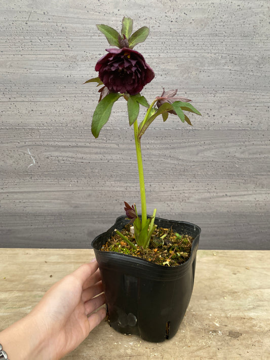 No.05140　横山園芸★クリスマスローズ　プリマドレス　5号苗ポット