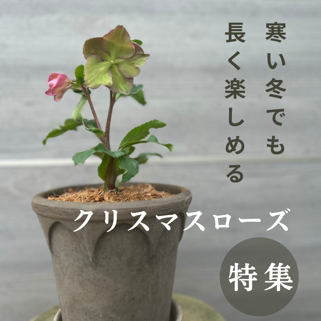 植物家族