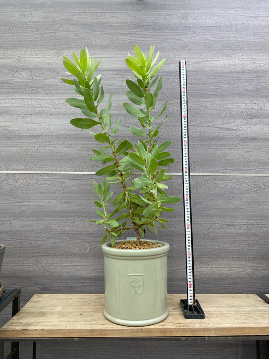 社長植栽★プロテア　エキシミア　RHS陶器鉢　グリーン