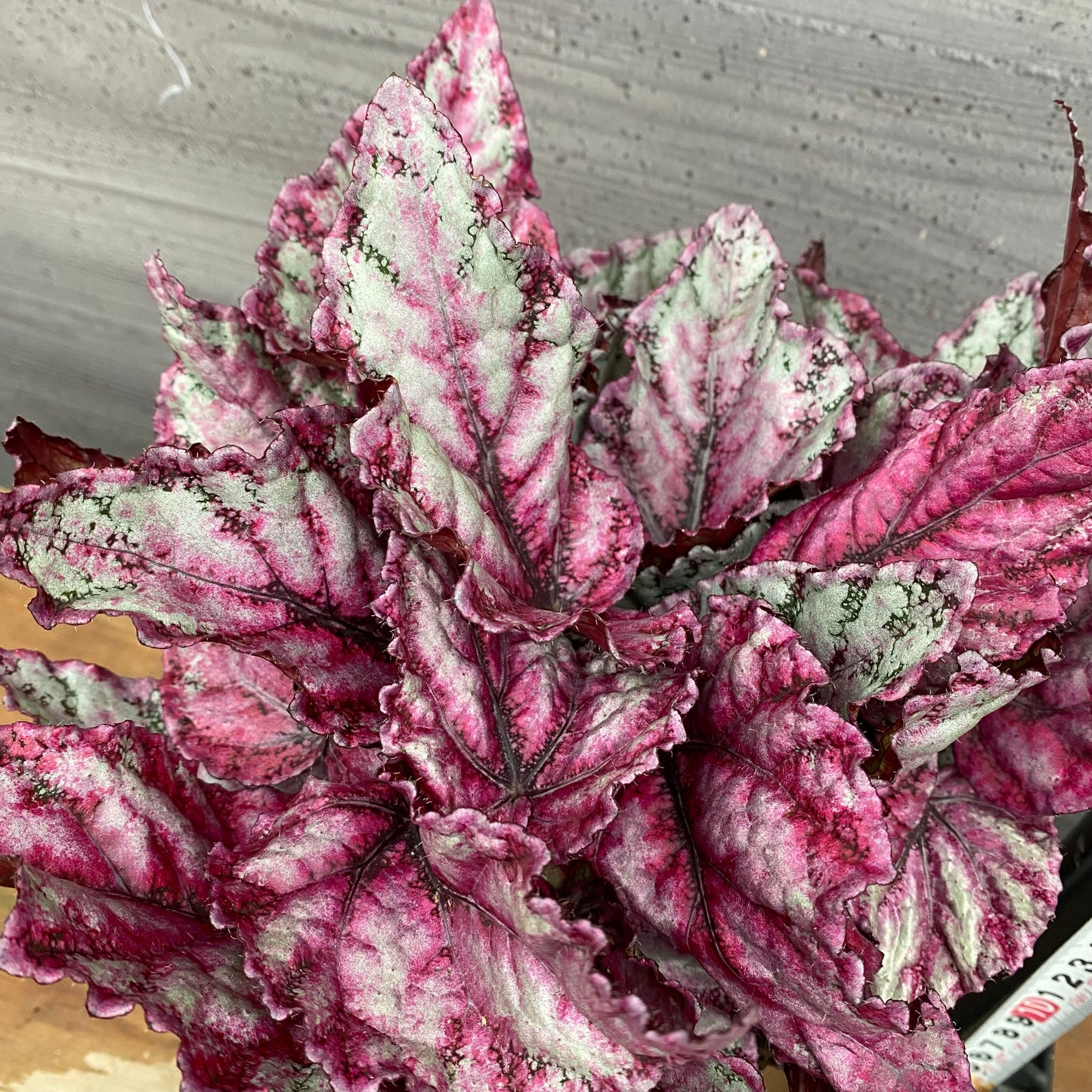 市場仕入れ即売会　No.25011　レックスベゴニア　品種不明　4号鉢