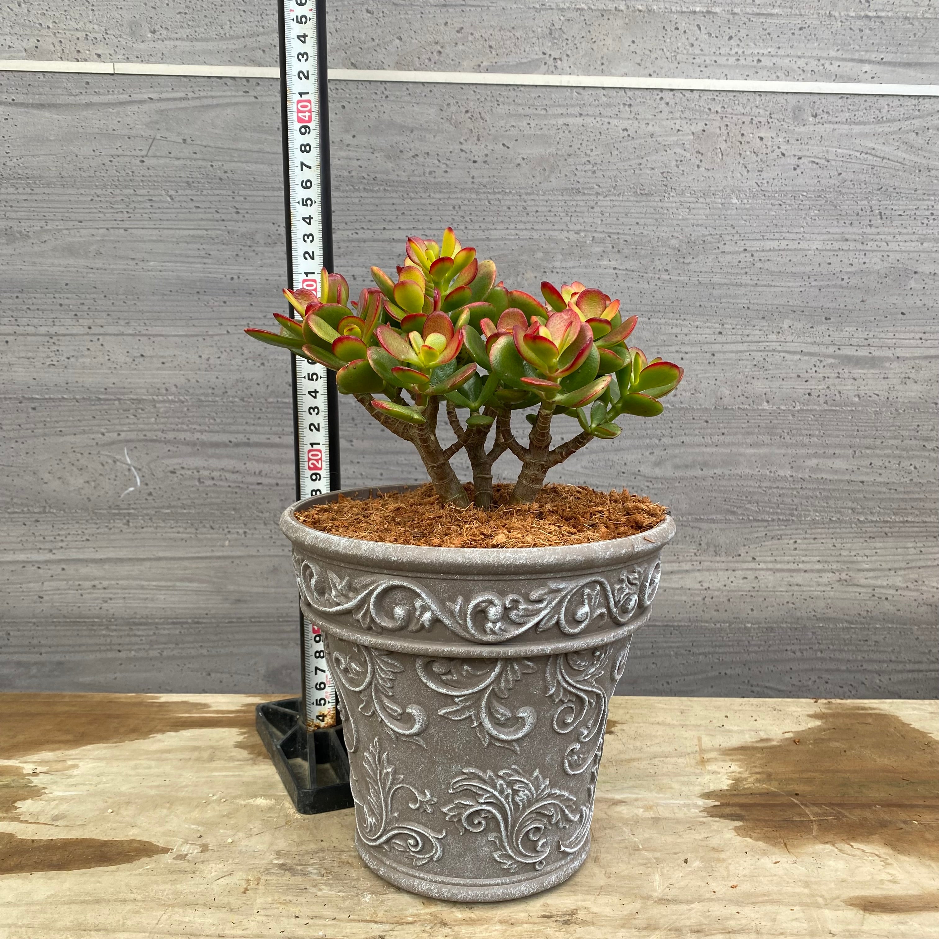 アエオニウム 火麒麟 大群生 24頭付 鉢ごと発送 匿名配送 アエオニウム 火麒麟 大群生 24頭付 鉢ごと発送 匿名配送 - メルカリ