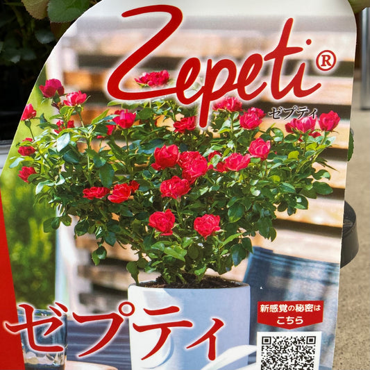 社長植栽★　バラ　ゼプティ　6号オリジナルベージュポット