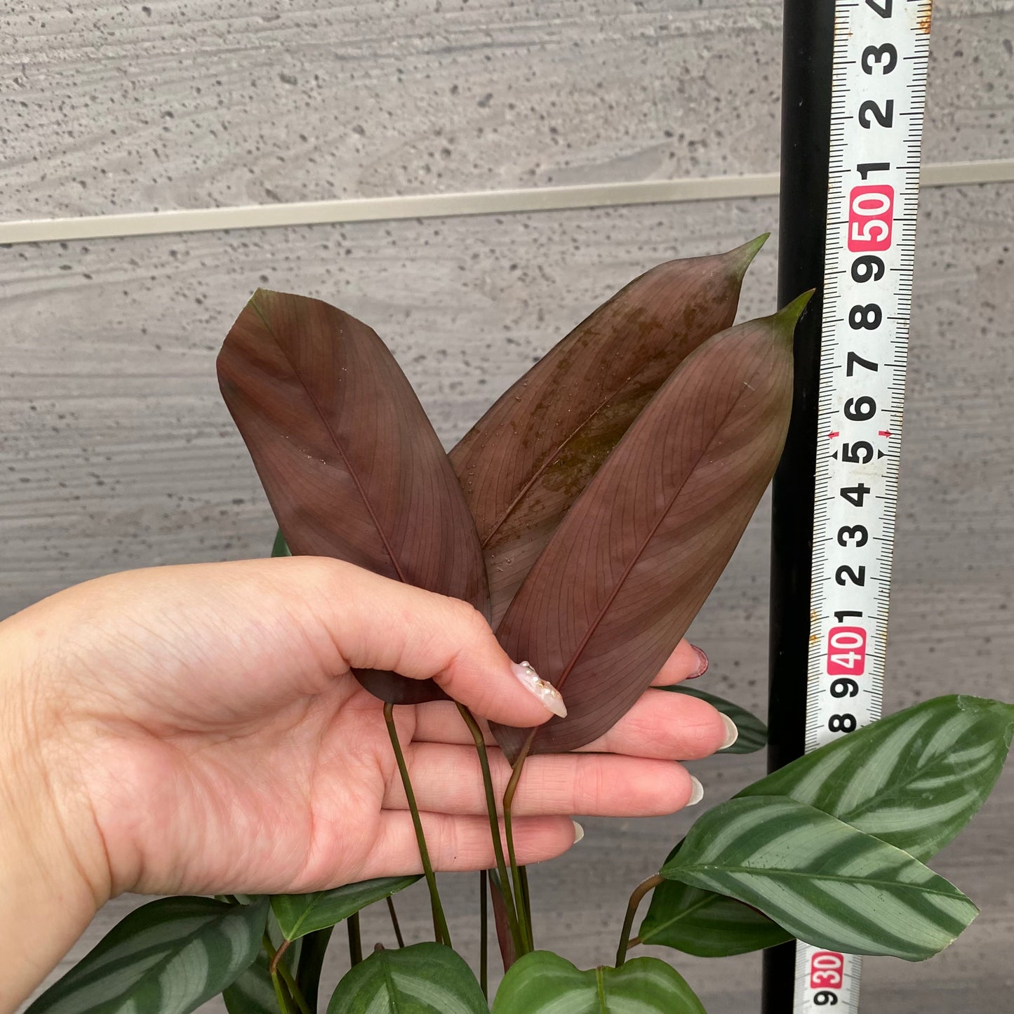 市場仕入れ即売会　No.25037　カラテア　セトサ　5号鉢