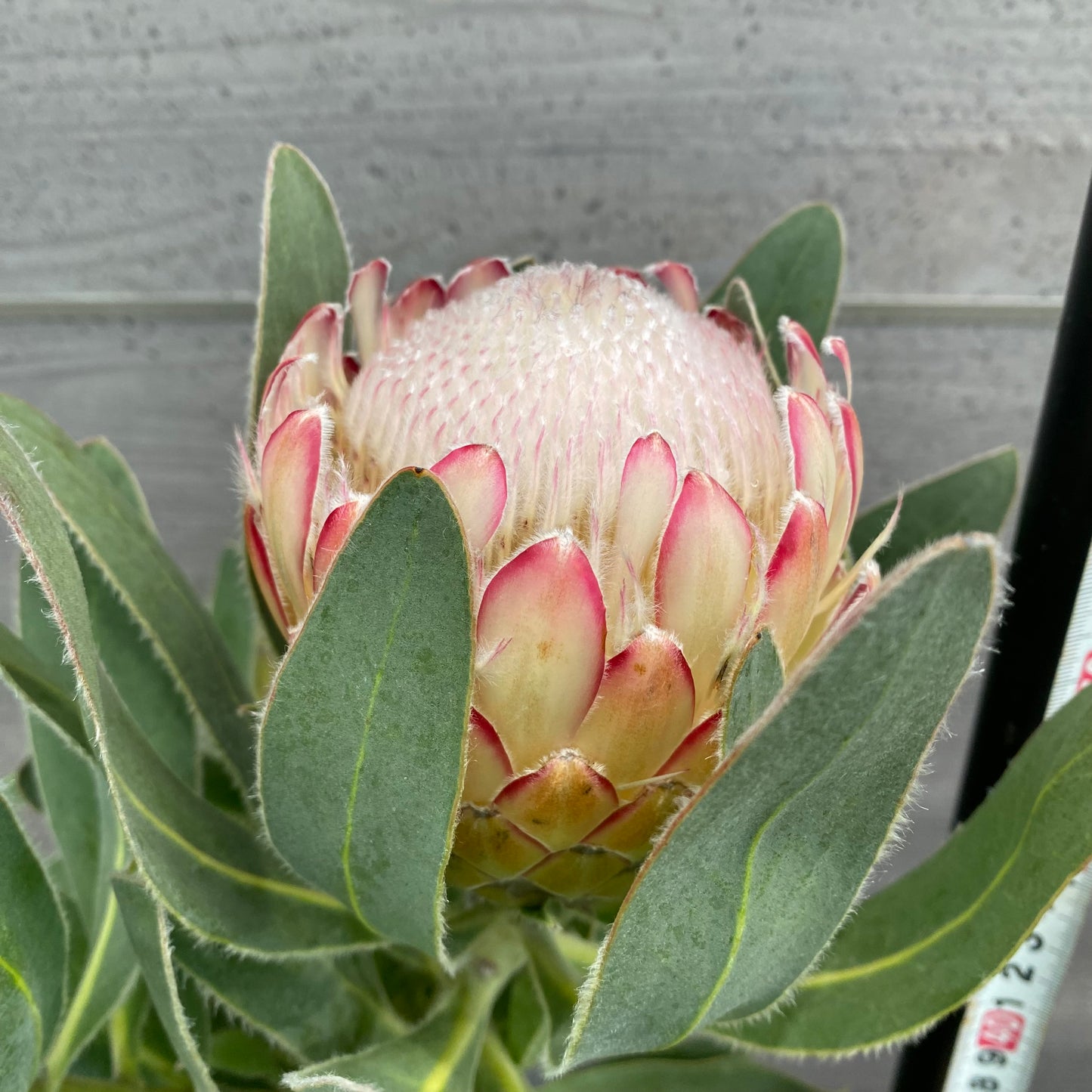 市場仕入れ即売会　No.25080　プロテア　スザーラ　5号鉢