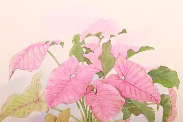 原画★シンゴニウム　ネオン