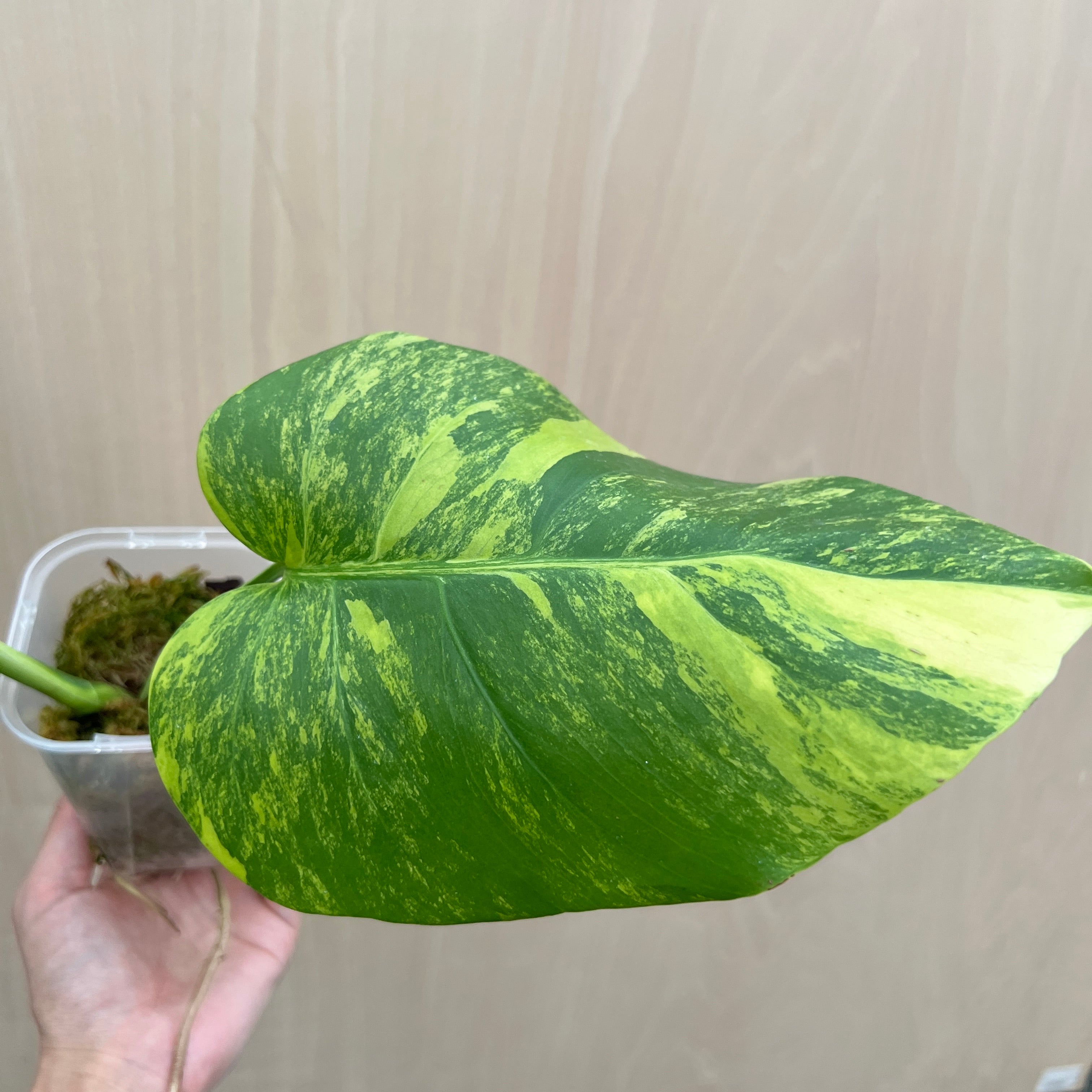 No.21073 モンステラ オーレア 茎挿し – 植物家族