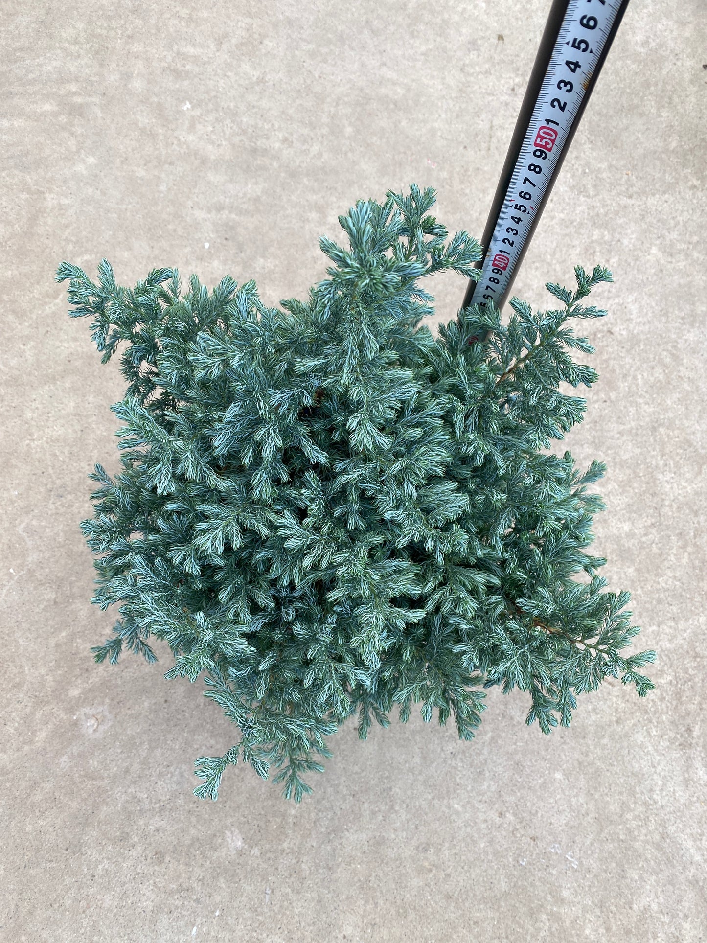 No.28043　サワラ　ボールバード　5.5号鉢