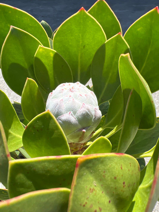 No.02005　キングプロテア　シナロデス　10号鉢