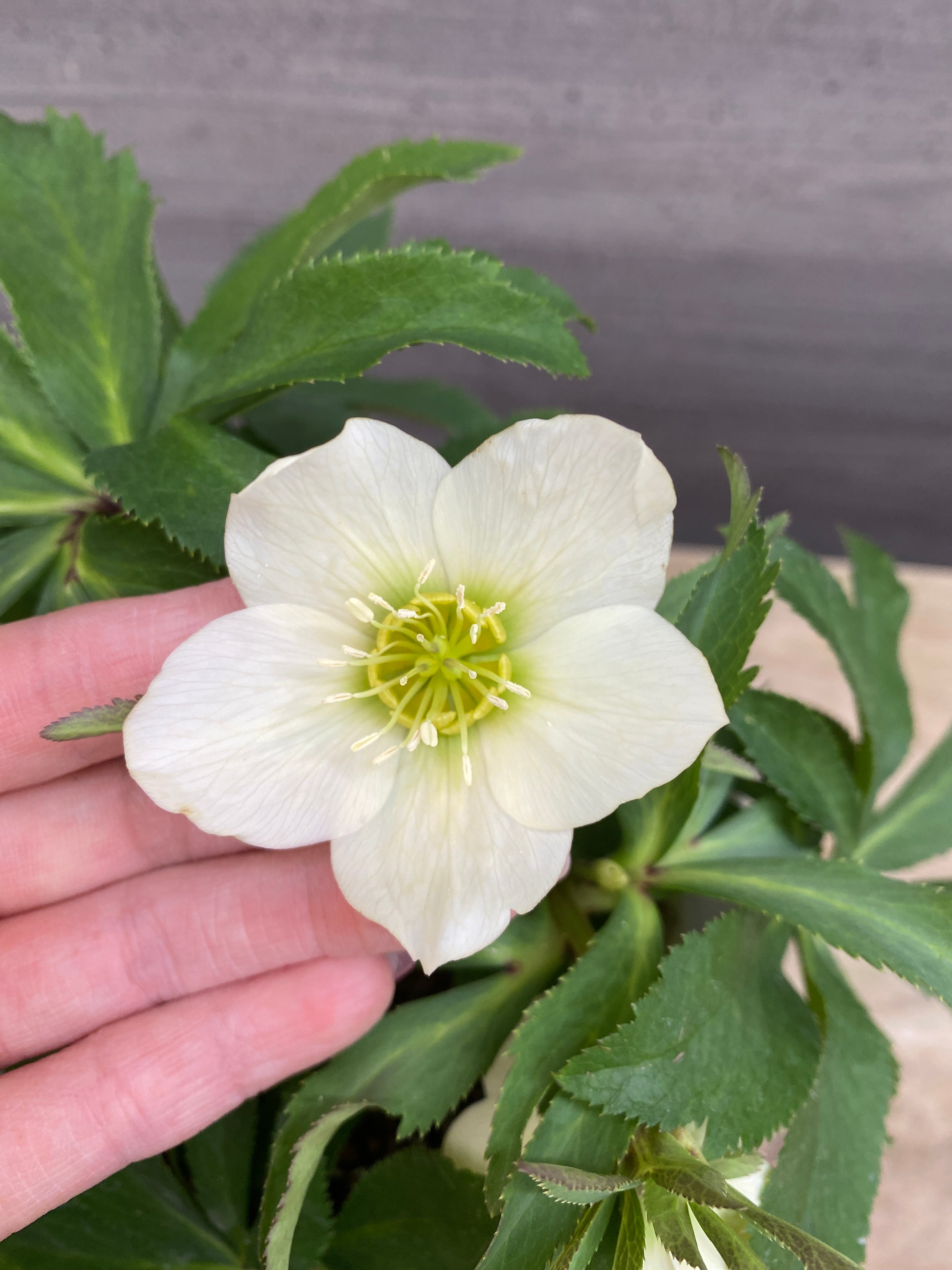 M052 ハイブリッドクリスマスローズ シングル 5号鉢 – 植物家族