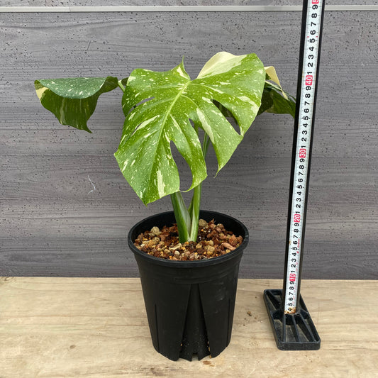 モンステラ　タイコンステレーション　No.3　黒ポット