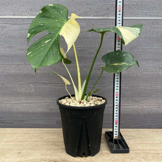 モンステラ　タイコンステレーション　No.5　黒ポット