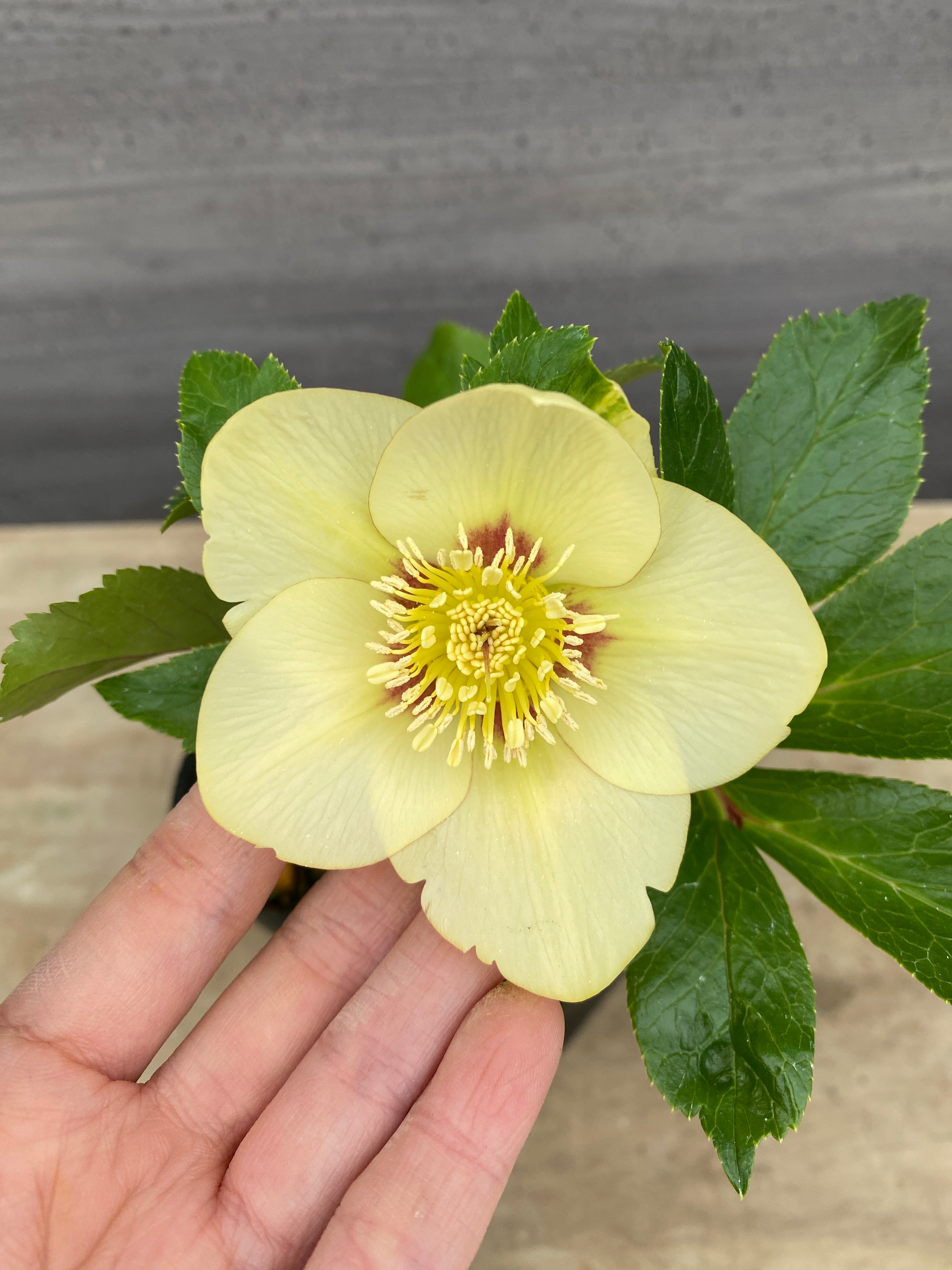 No.05082 横山園芸☆クリスマスローズ シングル咲き 5号苗ポット