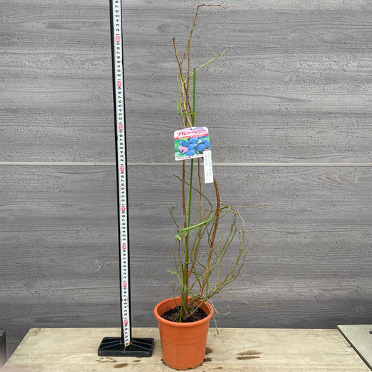 ブルーベリー（ラビットアイ系）2種混合植え　5号鉢