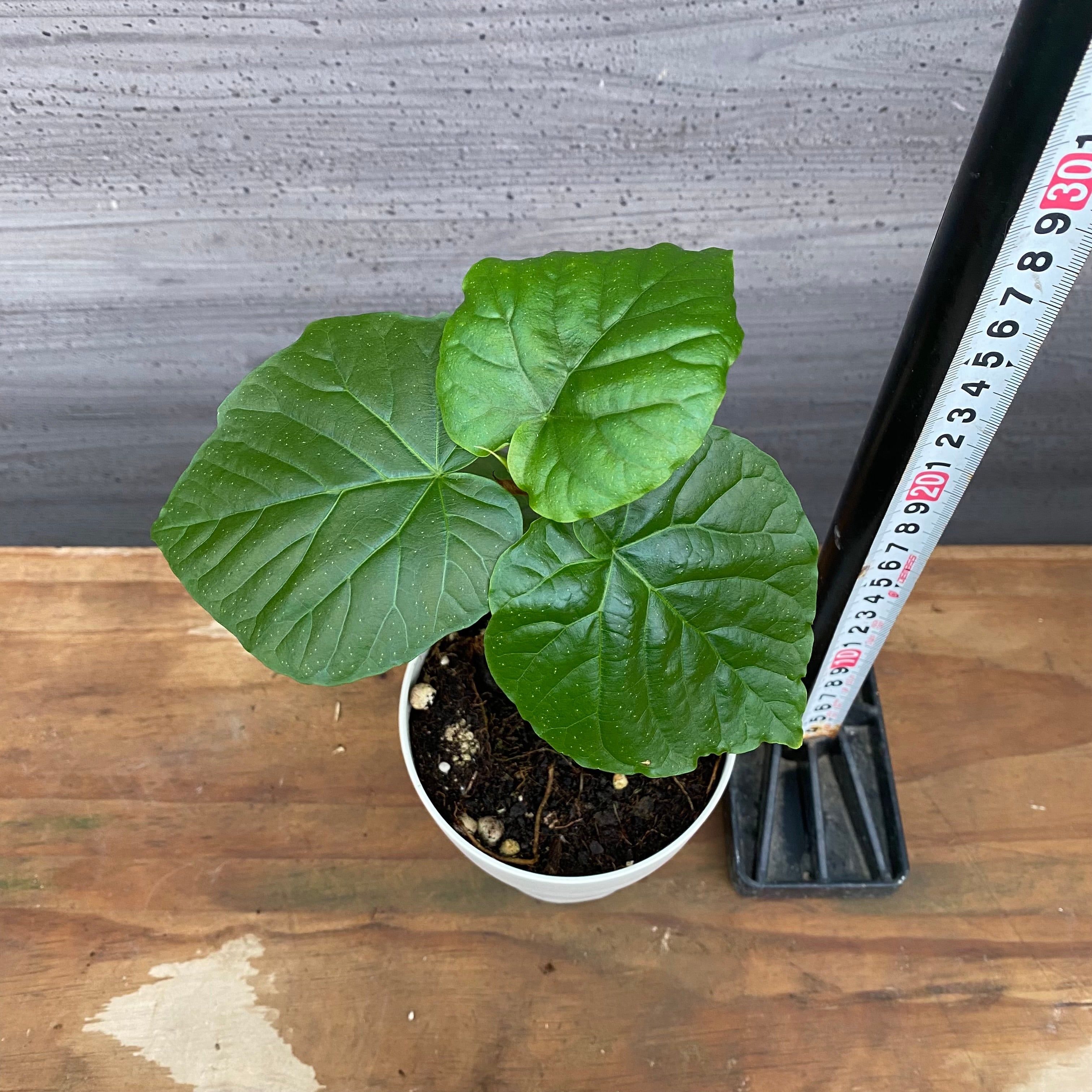 市場仕入れ即売会 No.25018 フィカス ウンベラータ 4号鉢 – 植物家族