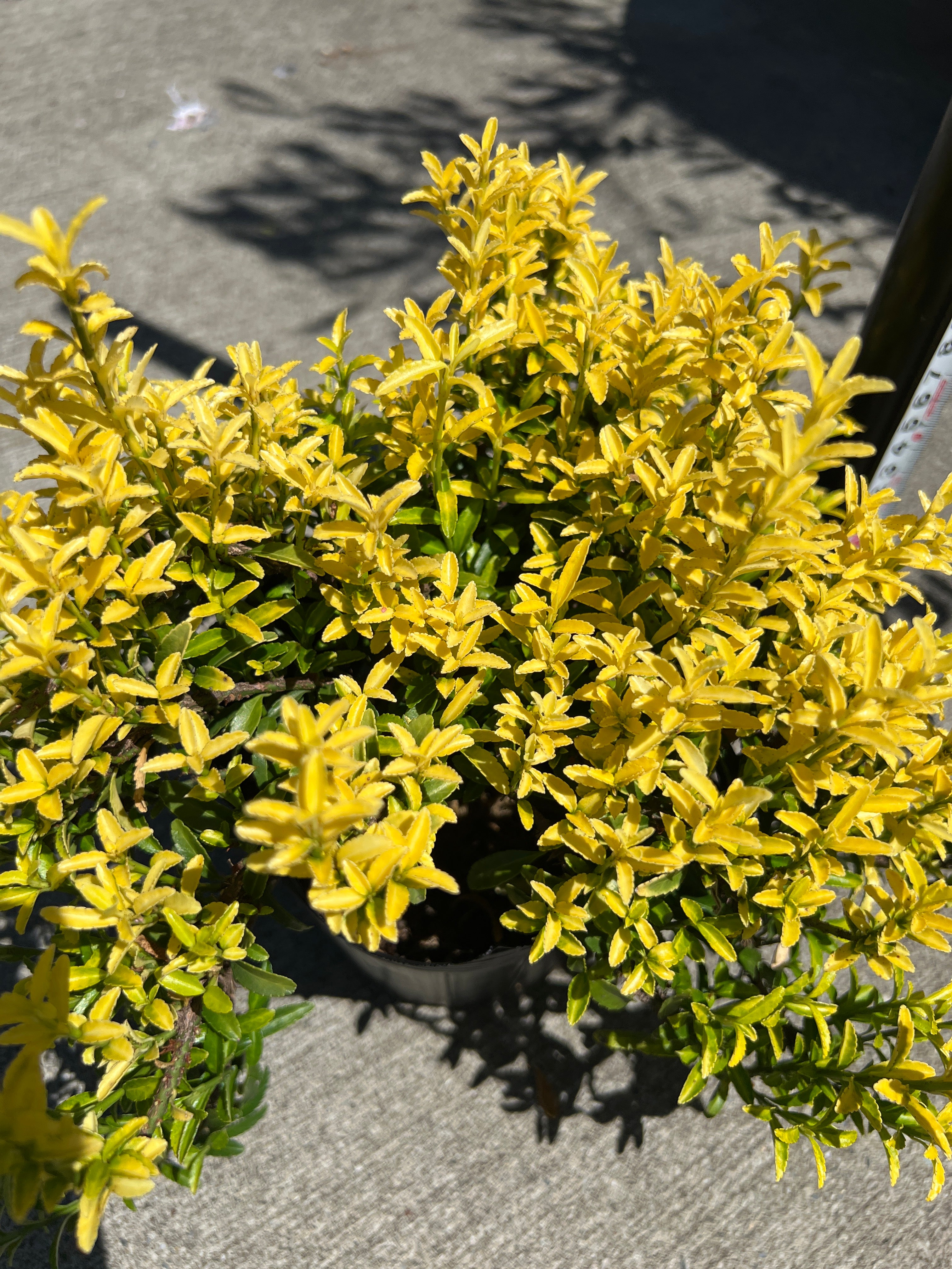 植物家族