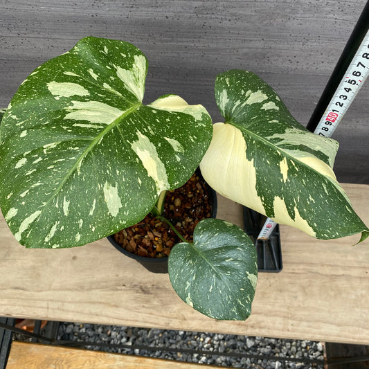 モンステラ タイコンステレーション No.4 黒ポット