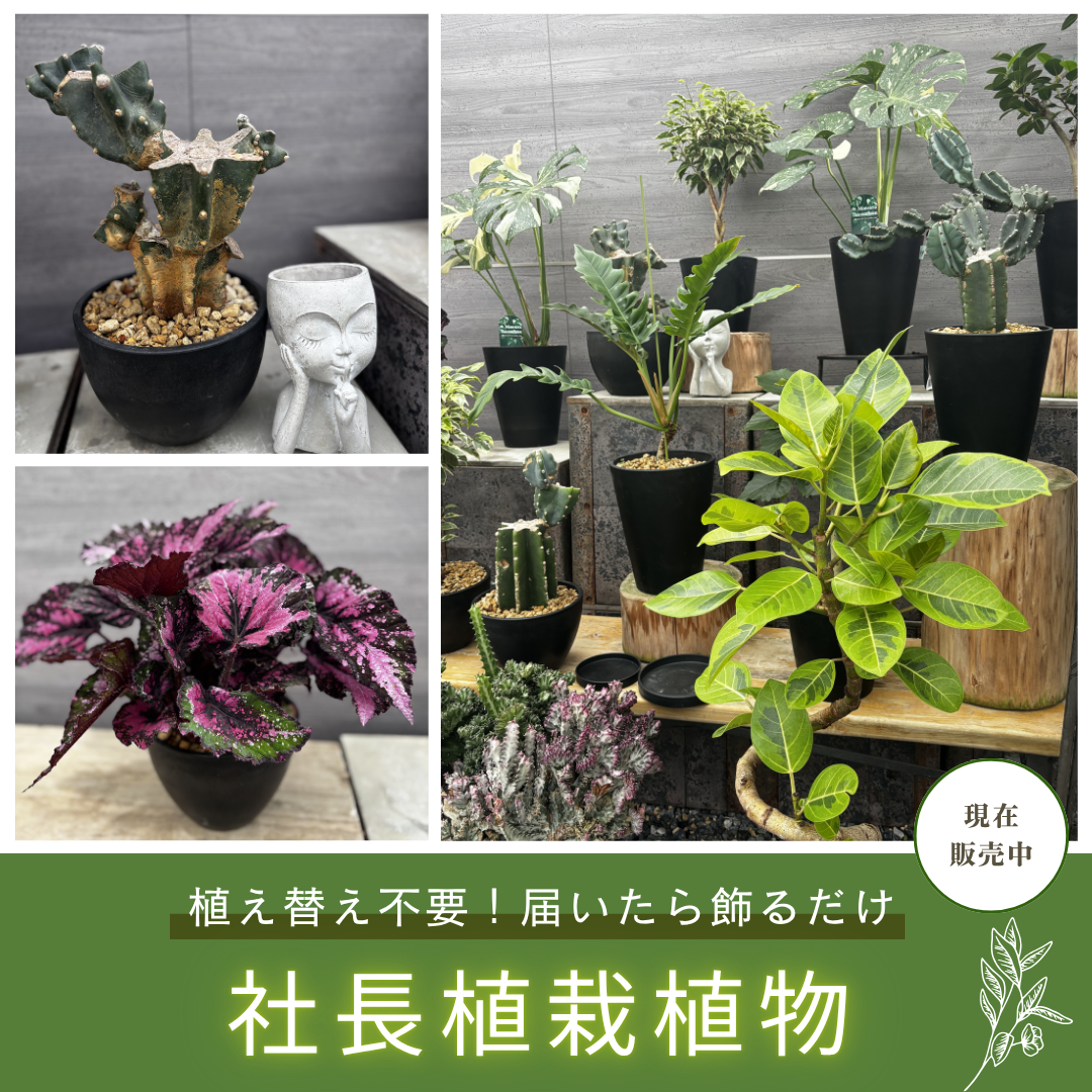 植物家族