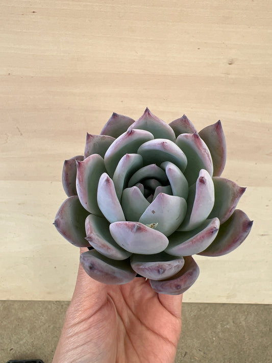 No.17034　エケベリア　コロラータ　2号苗ポット