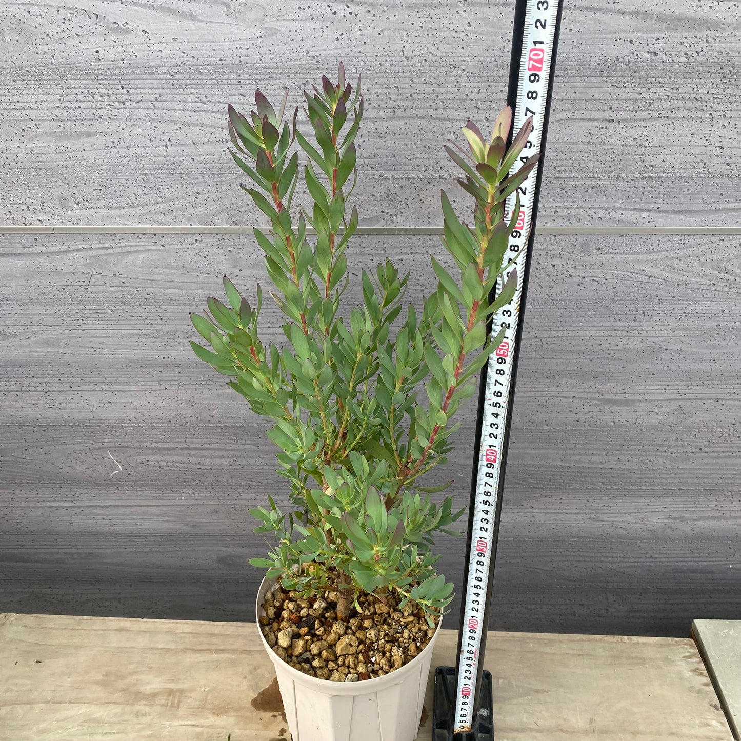 リューカデンドロン　サマーフレーム　６号スリット鉢/オリジナル色