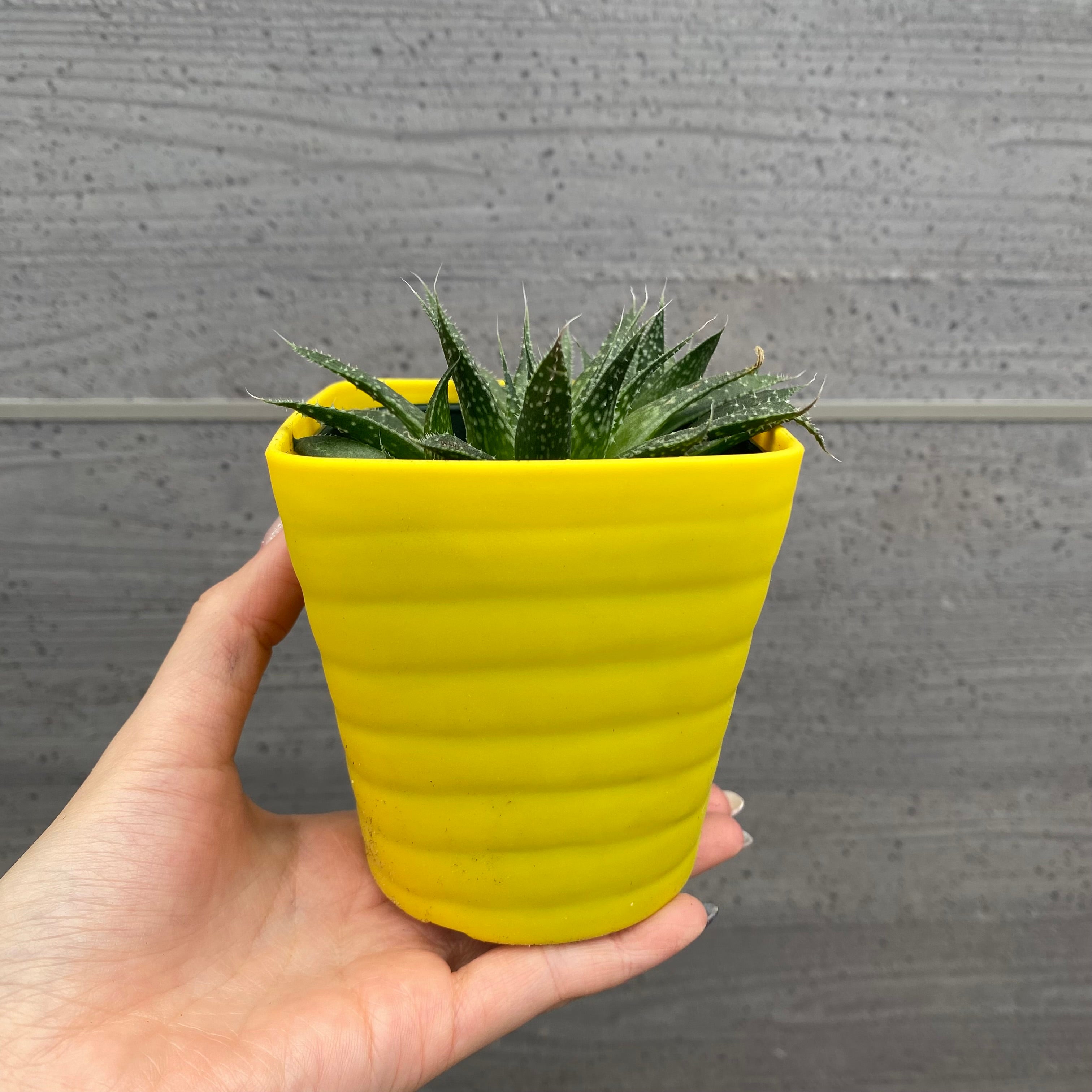 Pickup 全ての商品 – 植物家族