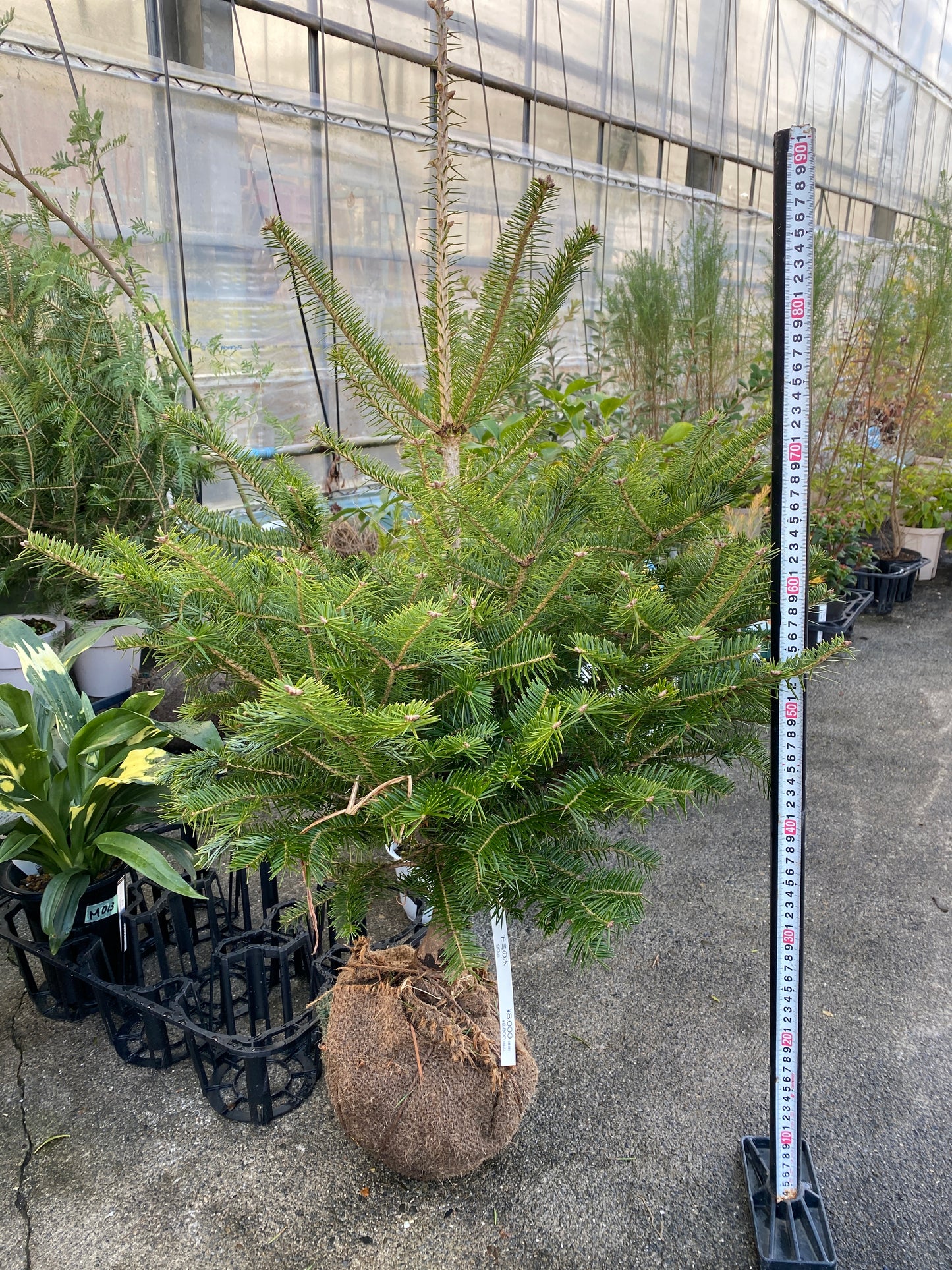 農場創業祭 No.26028　もみの木　根巻き