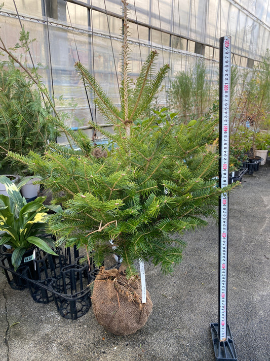 農場創業祭 No.26028　もみの木　根巻き