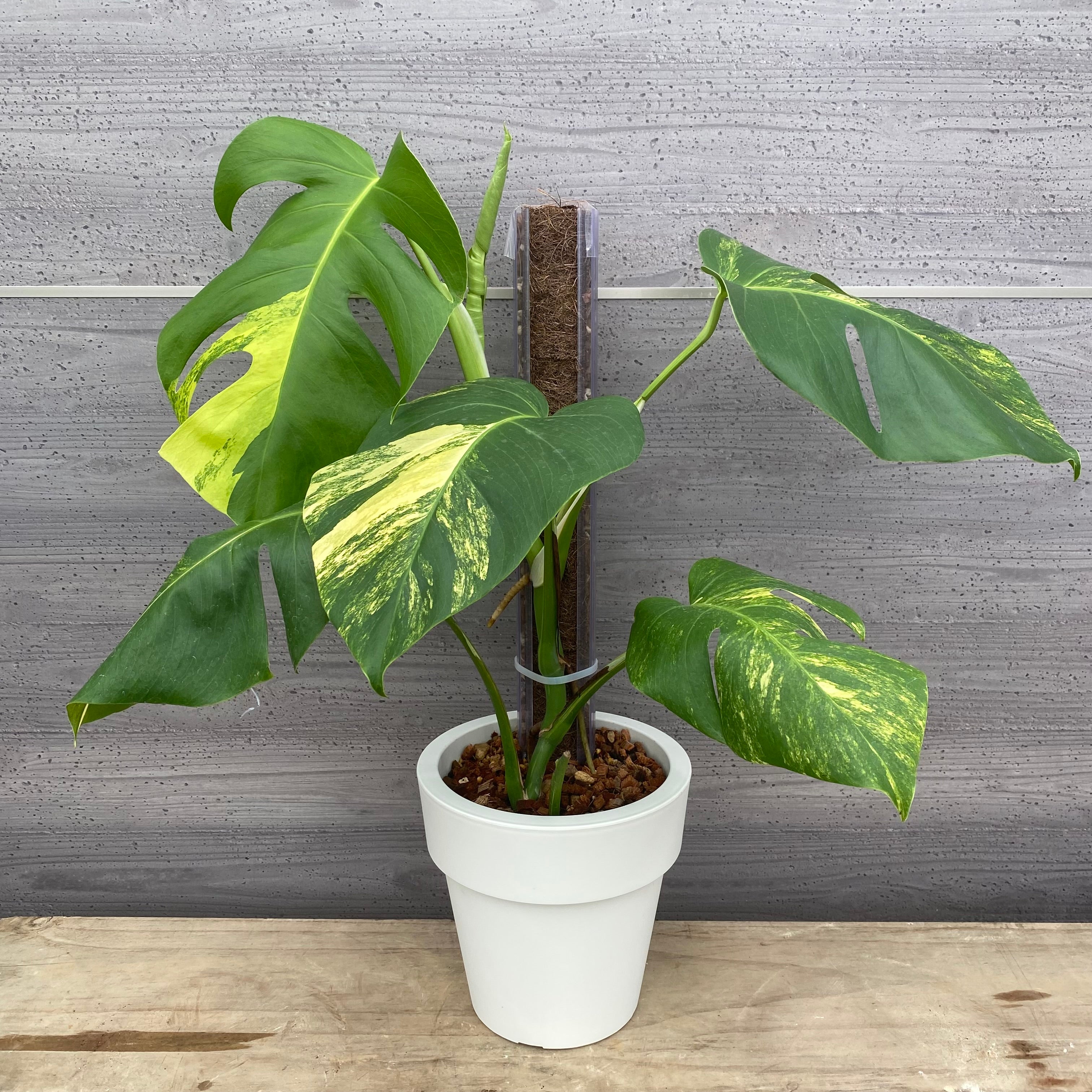 モンテスラ No.31019 モンステラ オーレア ねこ型登り棒 50cm – 植物家族