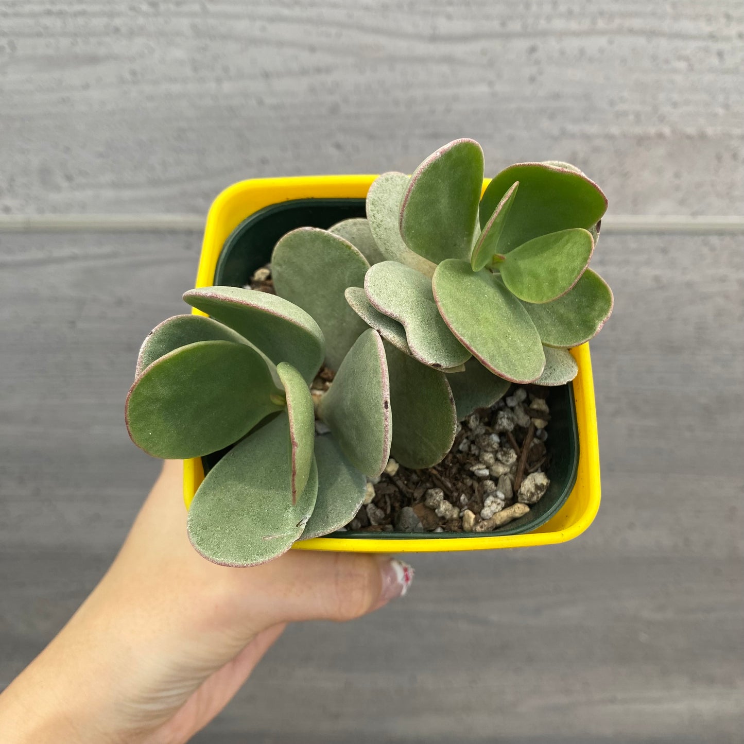 No.08004　多肉植物　5点セット