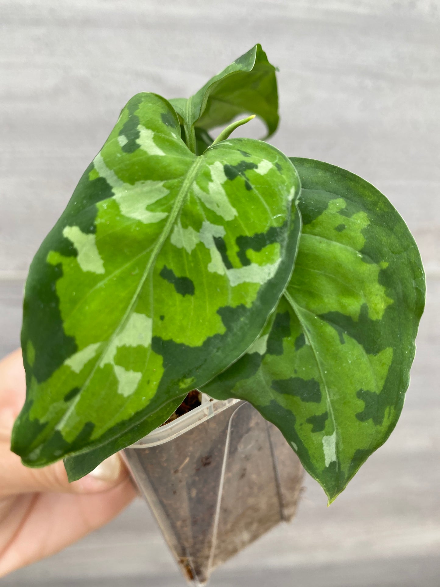 No.21063　アグラオネマ　ピクタム