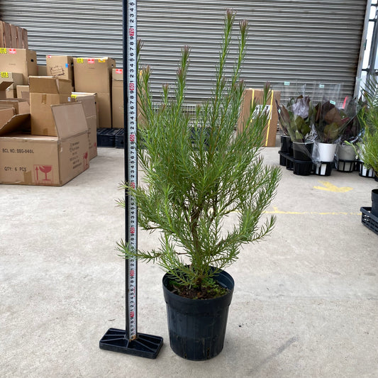 No.28006 リュウカデンドロン フラッシュベベ 5.5号苗鉢