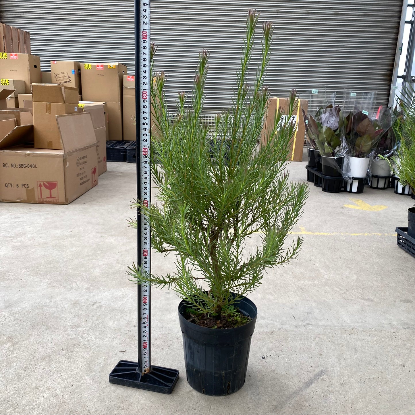 No.28006　リュウカデンドロン　フラッシュベベ　5.5号苗鉢