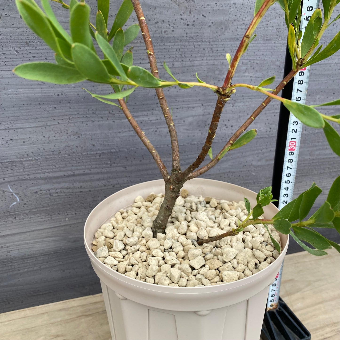 リュウカデンドロン　ライムマジック　7号スリット鉢/オリジナル色