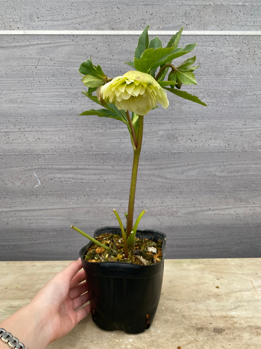 No.05094　横山園芸★クリスマスローズ　プリマドレス　5号苗ポット