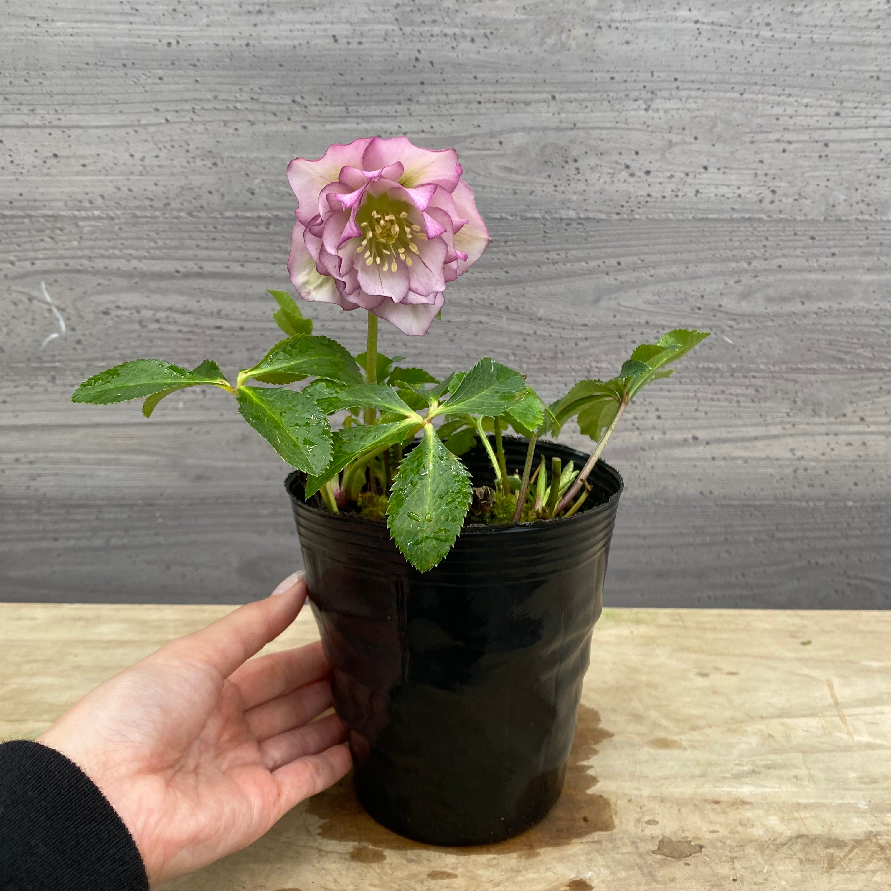 センダン　エディブルフラワー　飾り葉 センダン エディブルフラワー 飾り葉