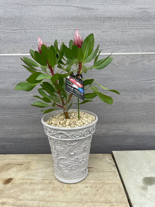 キングプロテア リトルプリンス(プラスチック鉢)