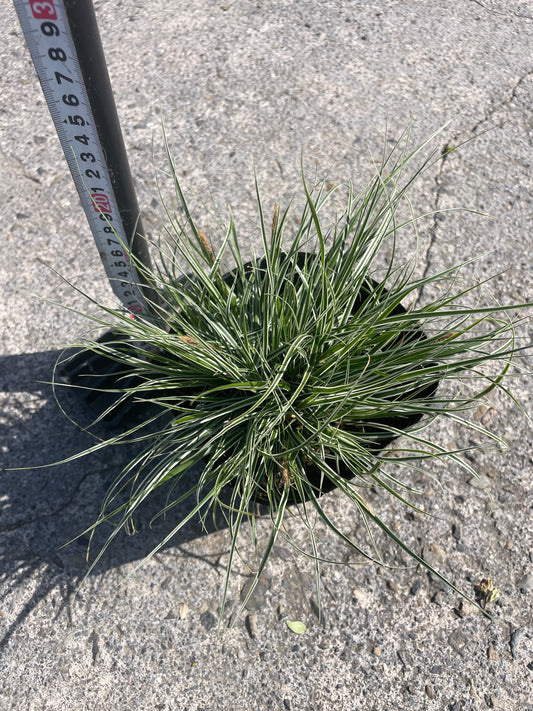 No.06013　岡本緑花　カレックス　オシメンシス　エヴェレスト　5号苗ポット