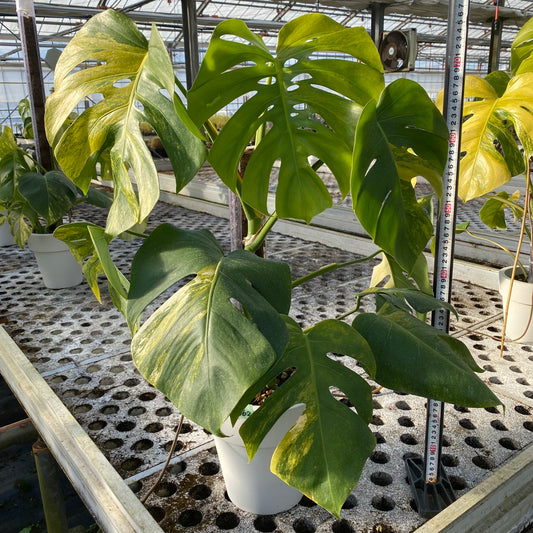 06062　モンステラ　オーレア　7号鉢　ねこ型登り棒50cm仕立て