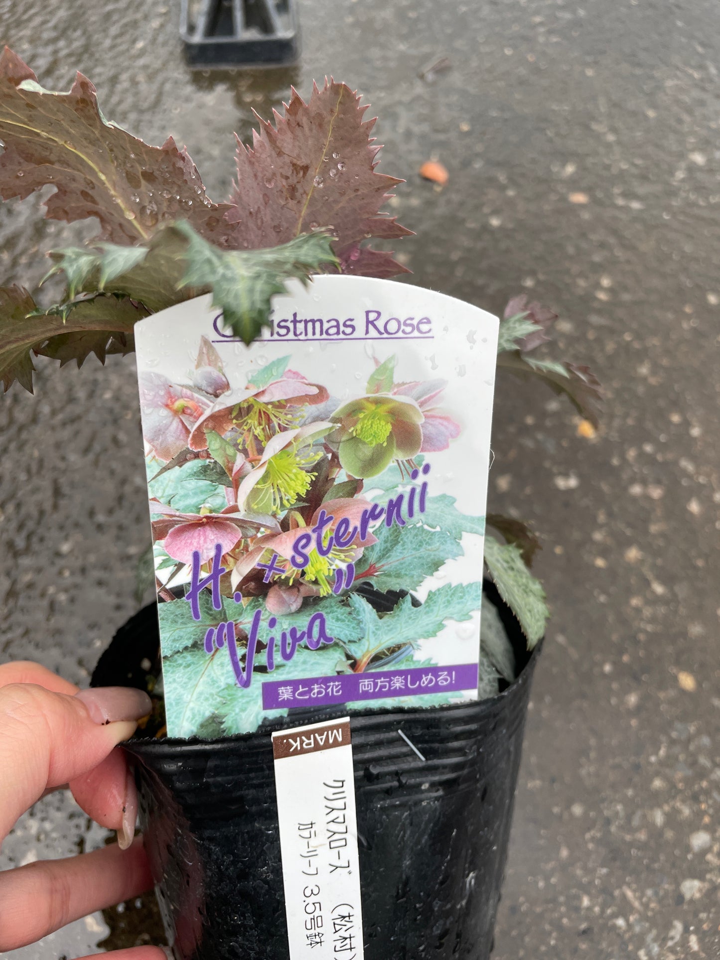 M49　クリスマスローズ　ステルニービバ　3.5号苗ポット