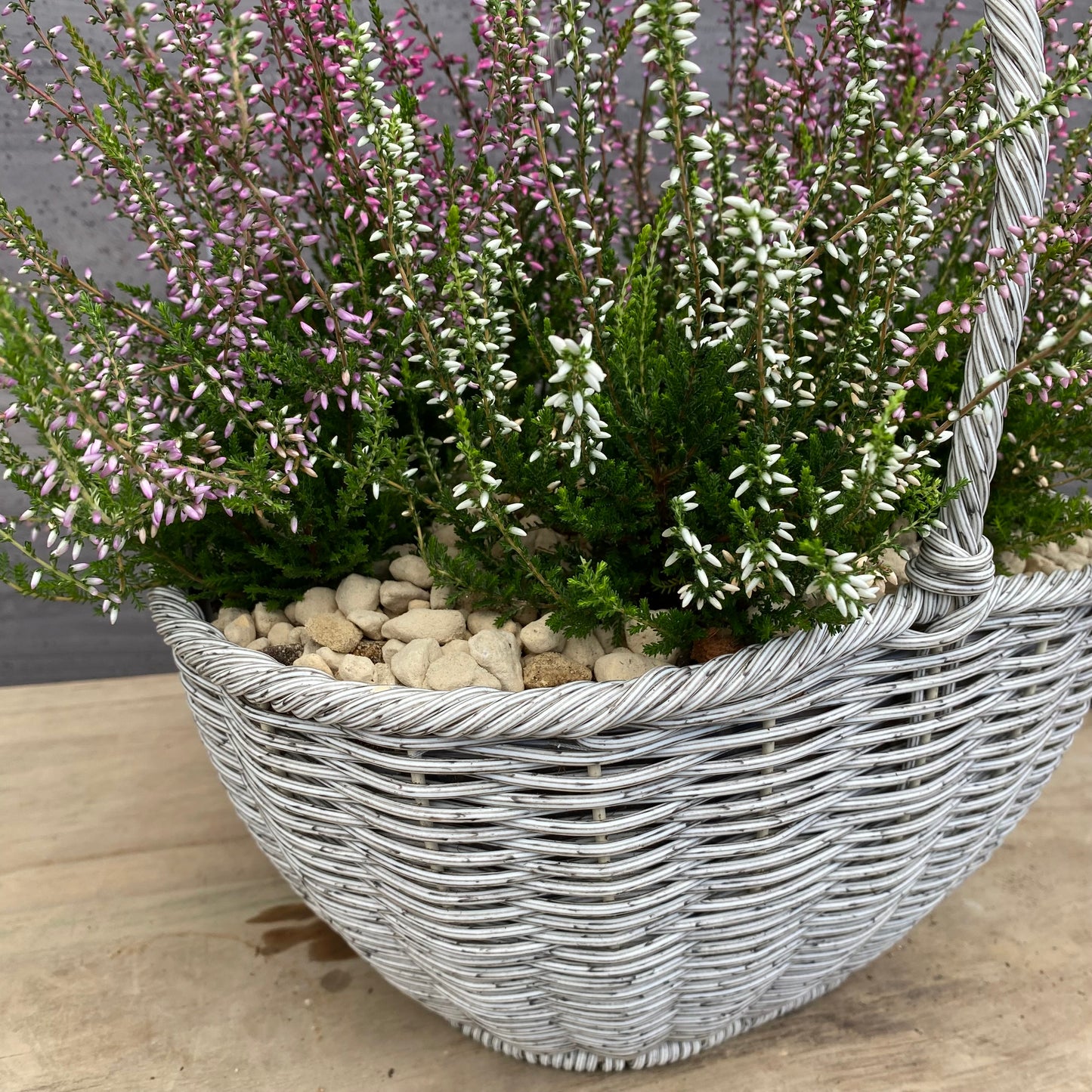 社長植栽★　カルーナ　ガーデンガールズ6ポット寄せ植え　手付きバスケットグレー