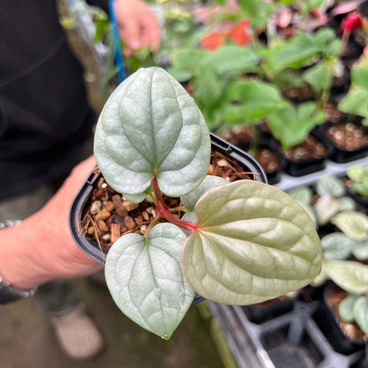 URBAN JUNGLE特集★U07　アンスリウム　ミニラクスリランス　2.5号鉢